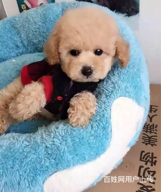 韩系娃娃脸泰迪犬出售 超小口袋泰迪狗狗 诚信质保 - 图片 4
