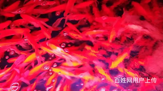昆明鱼缸专业上门清洗服务 - 图片 8