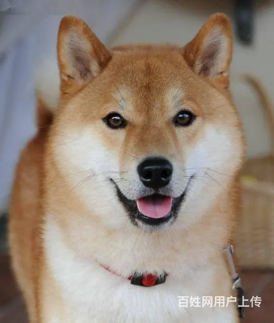日本柴犬出售 血统纯正疫苗驱虫已做 健康活泼 - 图片 3