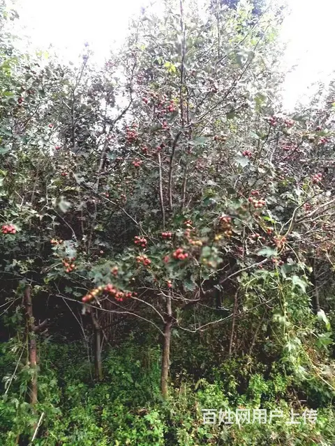 自家果木 树木 价格电联 - 图片 2