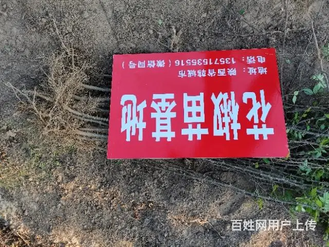 韩城花椒苗基地 韩城大红袍花椒树苗批发 - 图片 4