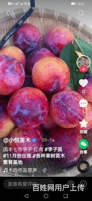 【搞定了！】出售国峰7号李子树苗 - 图片 7