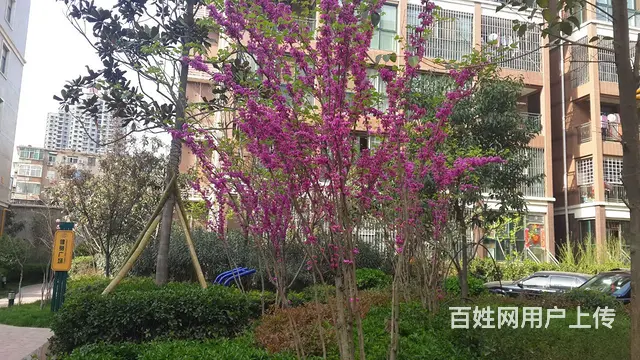 洛阳市明星物业，花园式住宅小区，稀有房源，1楼有小花园 - 图片 2