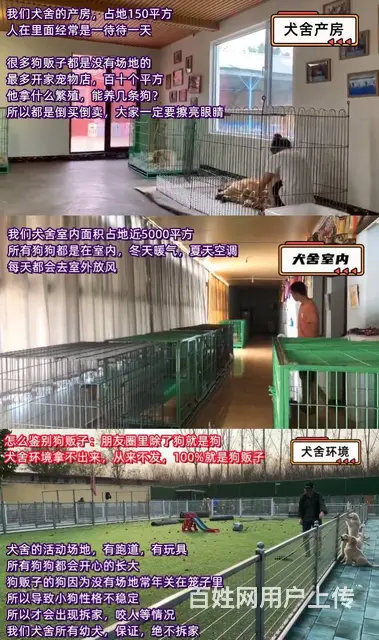 600一只丨品种齐全丨犬舍繁育丨包健康丨包纯种 - 图片 2