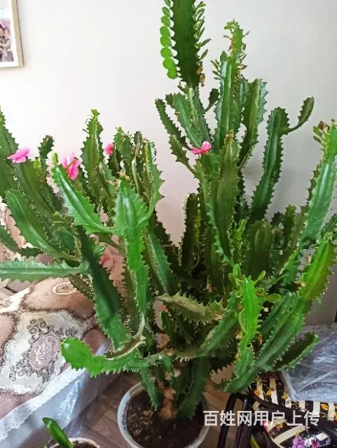 澳洲龙骨花等 - 图片 2