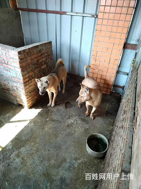 纯土狗 - 图片 1