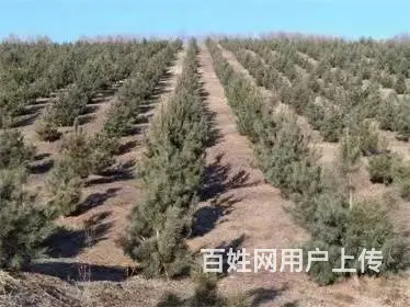 口前附近10垧土地林地出售 - 图片 1
