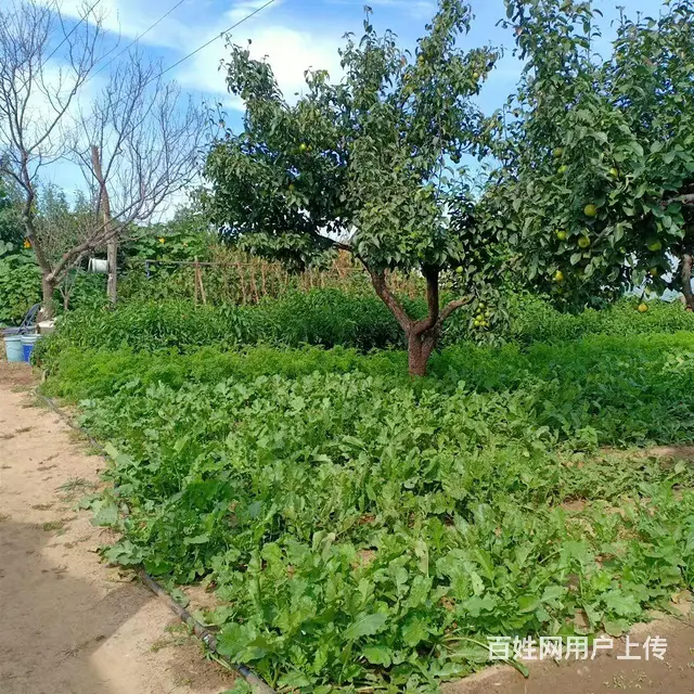 辽宁阜新县葡萄园出租 - 图片 2