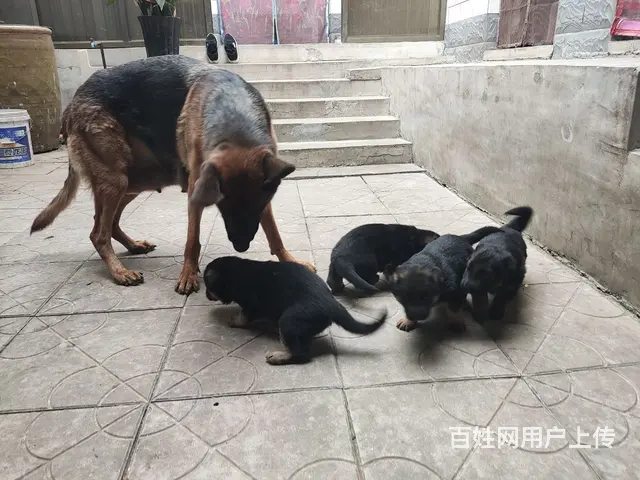 出售家养德牧 - 图片 4