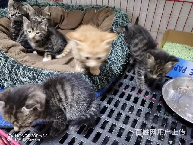 【搞定了！】满月小猫找主人 - 图片 1