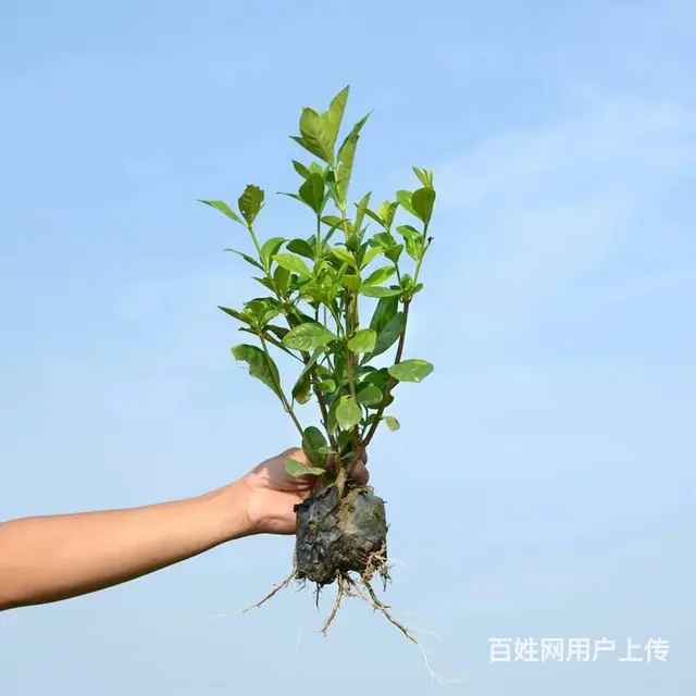 武汉室内绿植租赁室外绿化，武汉家庭花木报价室内绿植 - 图片