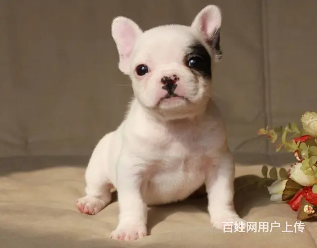 出售高端法国斗牛犬 CKU品质绝对保证 诚信经营保 - 图片 8