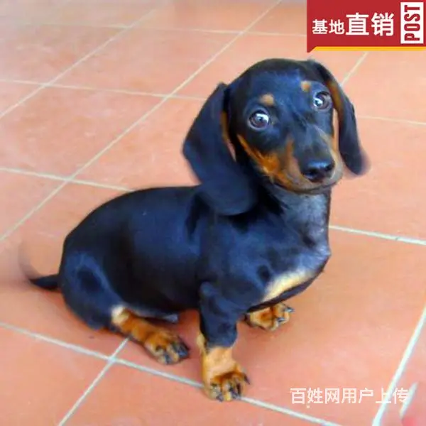 宿迁【十年老店】常年繁殖优质血统腊肠犬幼犬 - 图片 4