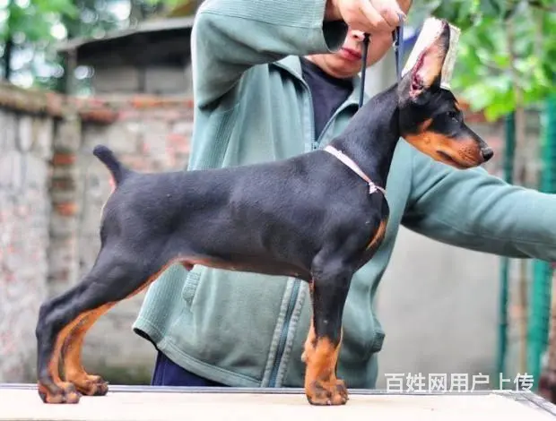 杜宾犬价格_德系杜宾_杜宾犬多少钱_杜宾犬图片 - 图片 2
