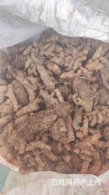姜黄现货出售 - 图片