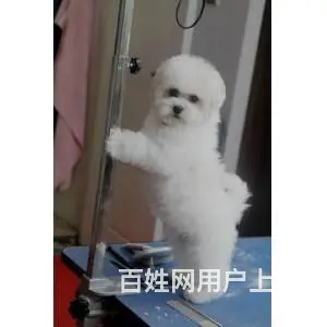 韩系比熊 纯种比熊 CKU认证 高品质贵族血统 - 图片 8