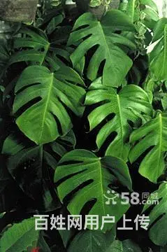 绿植盆栽租赁服务,花木租金较低 - 图片 2
