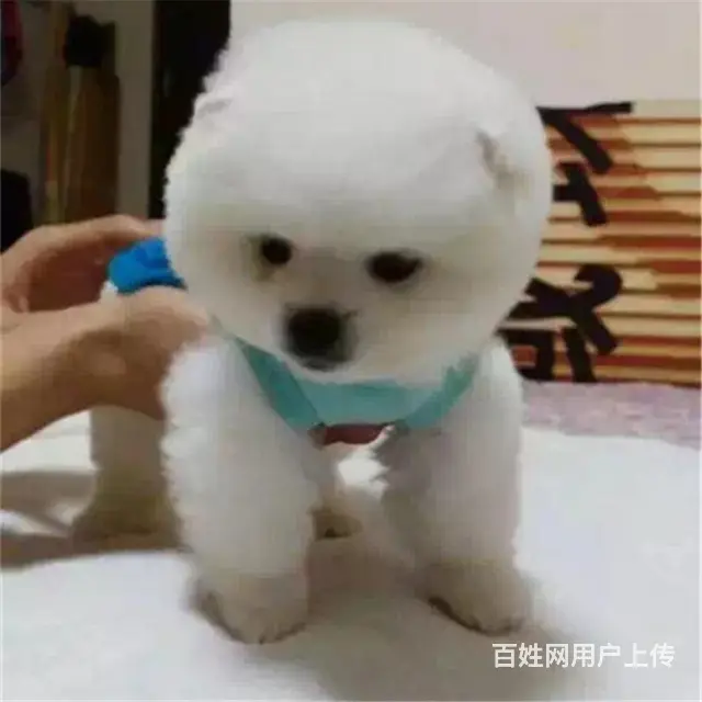 文昌买博美一般在哪里买比较真|纯博美价位 - 图片 3
