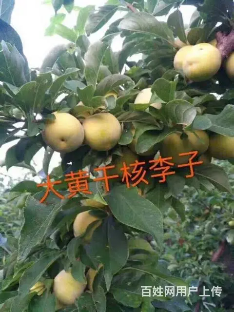 出售定杆移栽根果树苗李子苗 - 图片 8