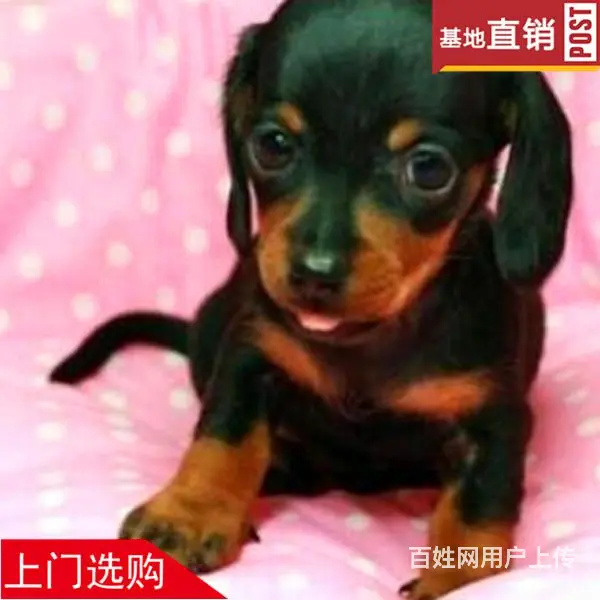 衡阳【十年老店】常年繁殖优质血统腊肠犬幼犬 - 图片 6