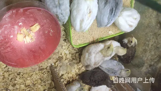 芦丁鸡和种蛋出售 - 图片 1