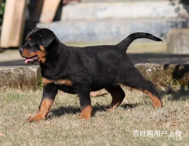 罗威纳幼犬、防暴犬罗威纳、德系、美系罗威纳赛级犬 - 图片 4