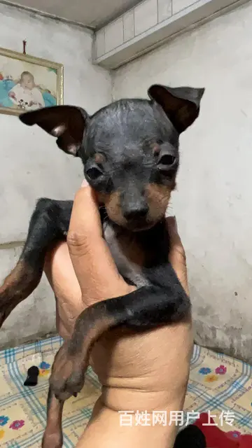 小鹿犬 - 图片 1