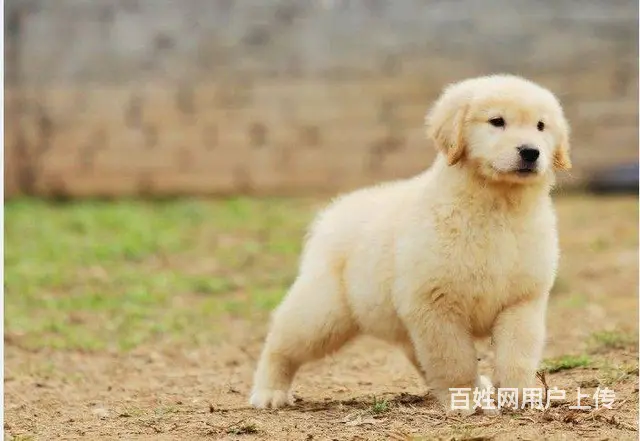 大同有卖金毛犬的吗 金毛犬价位 哪有纯种金毛幼犬 - 图片 8