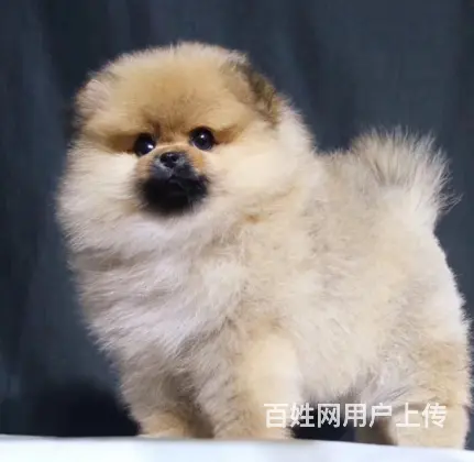 沈阳超级萌球形博美犬 自家繁殖 疫苗齐全 健康保障 - 图片 6