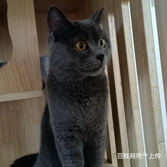 淘气蓝猫抱回家随便撸 - 图片 11