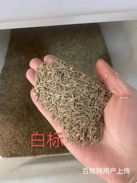 高羊茅草籽今年价格 - 图片 2