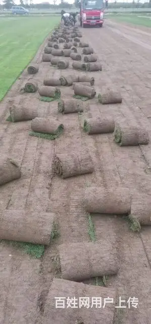 房山草坪基地销售草坪草坪价格 - 图片 7
