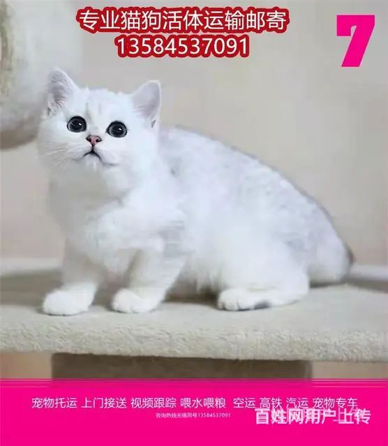 日喀则宠物托运（猫狗）邮寄快递（宠物活体运输)今日推荐 - 图片 2