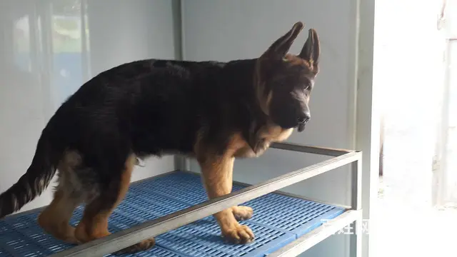 锤系德牧幼犬|弓背弓腿黑背|上门看狗 欢迎选购 - 图片 3