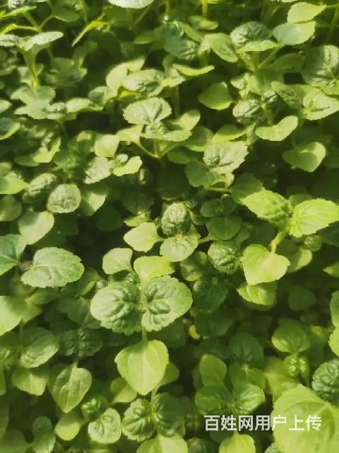园林绿化花卉销售 - 图片 4