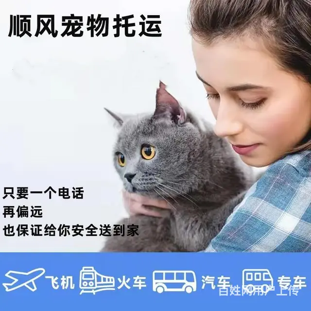 湖州德清宠物托运（猫狗）邮寄速运空运 （2023今日 推荐运 - 图片 3