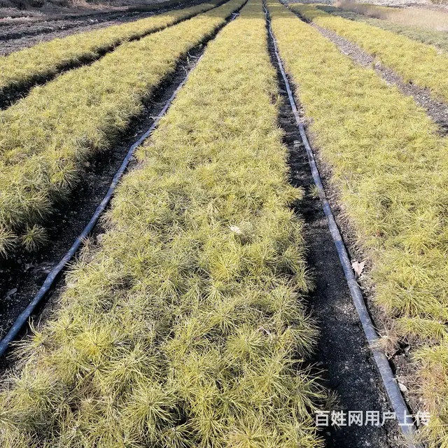 大量出售各种造林树苗 - 图片 4