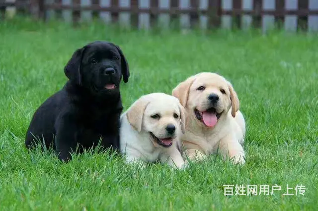 赛级拉布拉多 拉布拉多犬养殖基地 打完疫苗带证书芯 - 图片 8