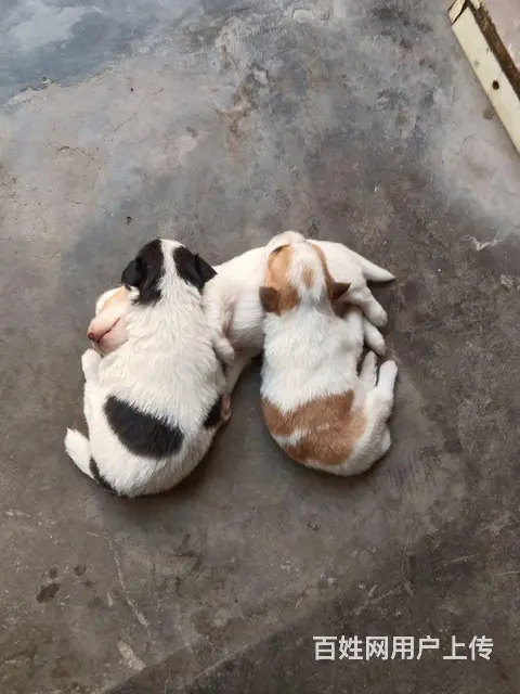 【搞定了！】便宜出售柯基犬 - 图片 1