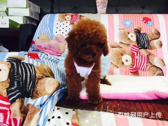 包头哪里可以买到精品泰迪泰迪多少钱一只 - 图片 2