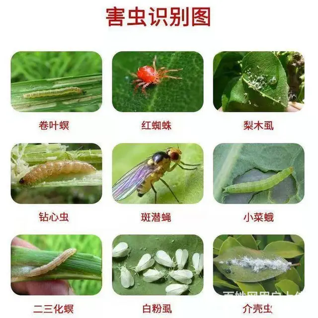 5%阿维菌素微乳剂果树蔬菜水稻青虫螨虫红蜘蛛 - 图片 1
