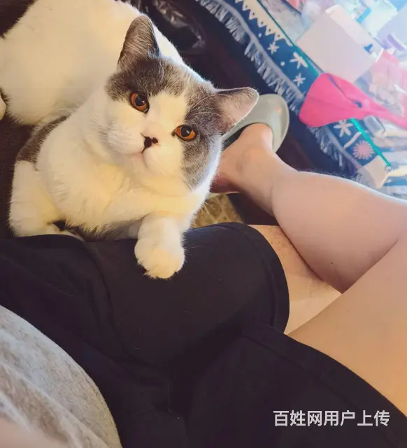 免费领养蓝白 - 图片 2