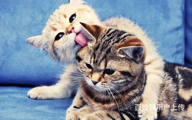 安阳专业找猫找狗团队河南找猫找狗收费多少安阳找猫找 - 图片 5