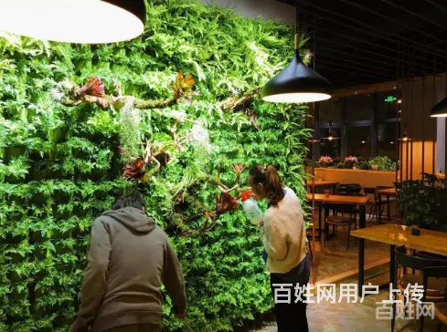 专业清理公司，家庭，大型鱼缸。各类观赏鱼 - 图片 3