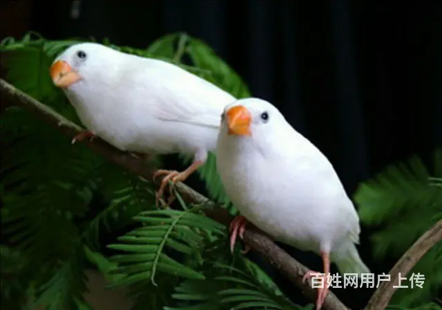 灰，白珍珠鸟 - 图片 4