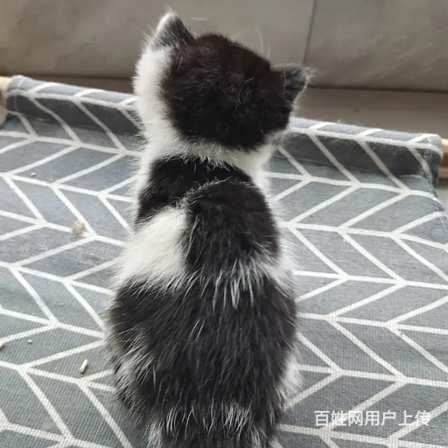 猫咪领养｜聪明小猫寻主人 - 图片 1