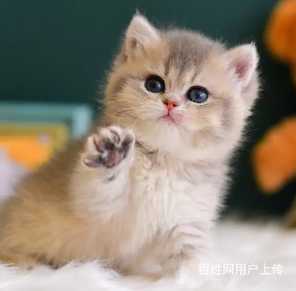 哪里有卖英国美国短毛的 短毛猫多少钱一只 - 图片 2