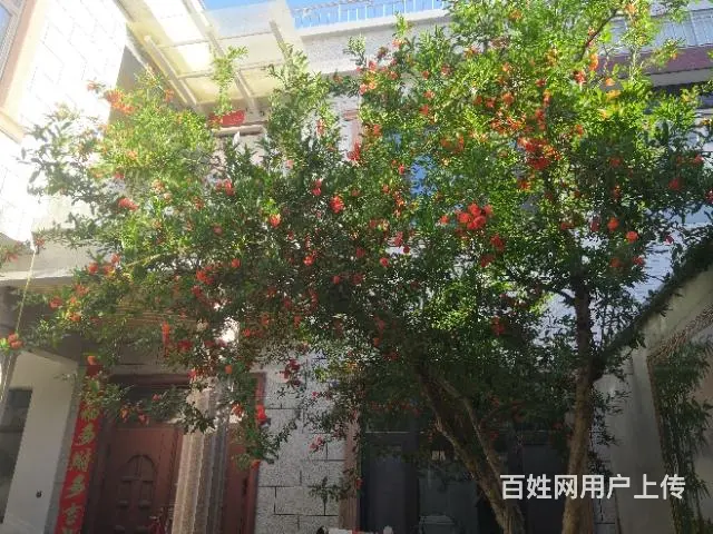真诚征婚 - 图片 3
