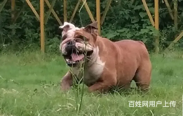 广州狗狗训练训犬学校训犬师培训 - 图片