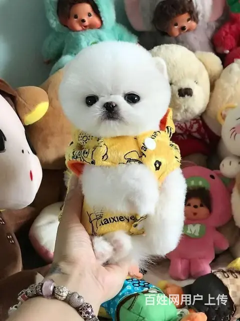 纯血统 博美幼犬 3月包退换 3年保品质 签订 - 图片 7